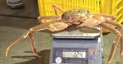 Japonia: Krab śnieżny sprzedany za rekordową kwotę