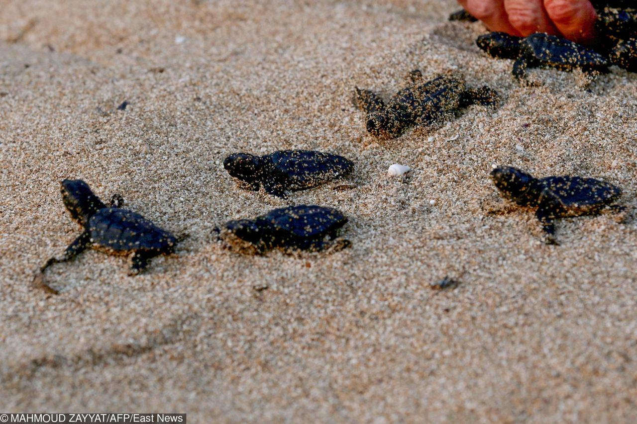 USA: Dwugłowy żółw mutant odnaleziony na plaży w Karolinie Południowej [Zobacz zdjęcia i wideo]