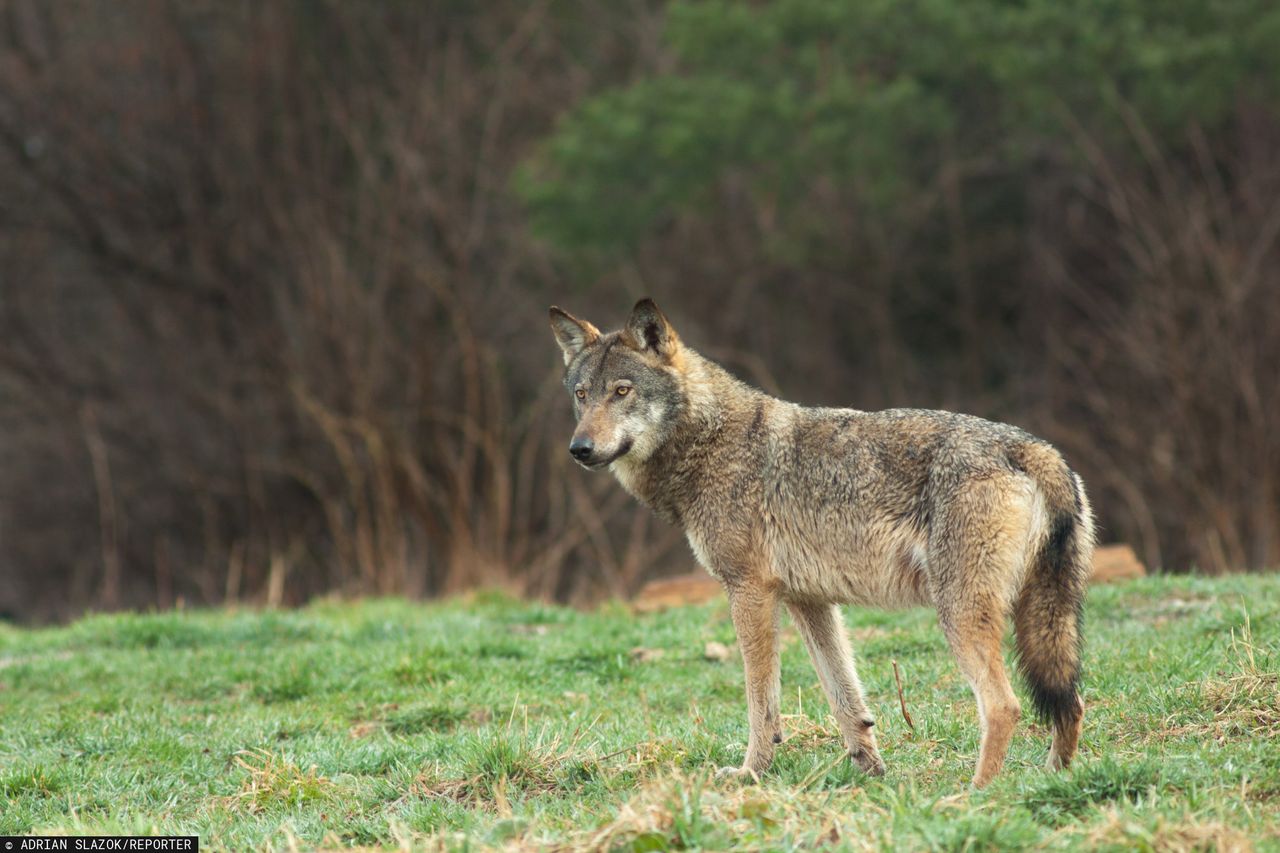 Wilk należący do zagrożonego gatunku przeszedł ponad 14 tys. km w poszukiwaniu miłości