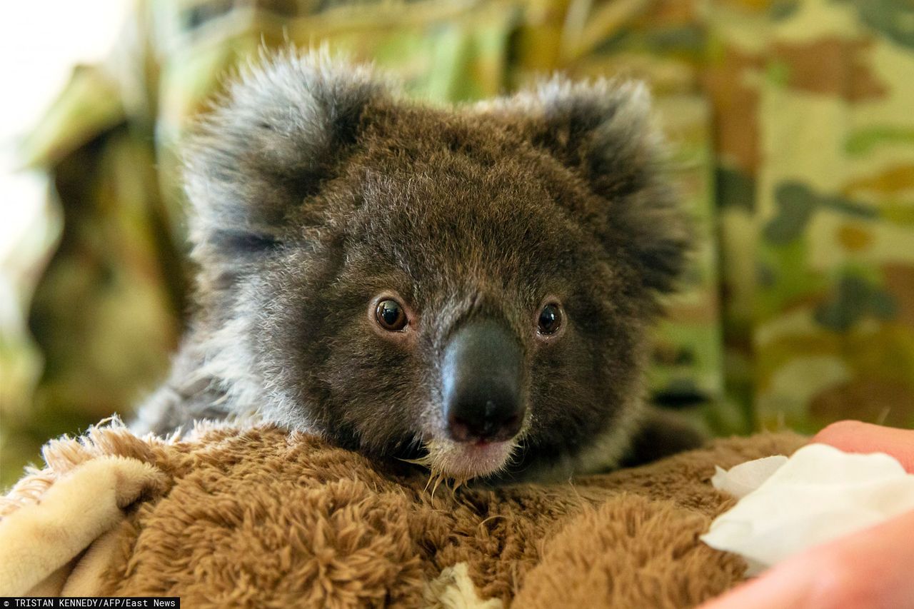 Australia płonie. W planach stworzenie specjalnej "arki" dla koali