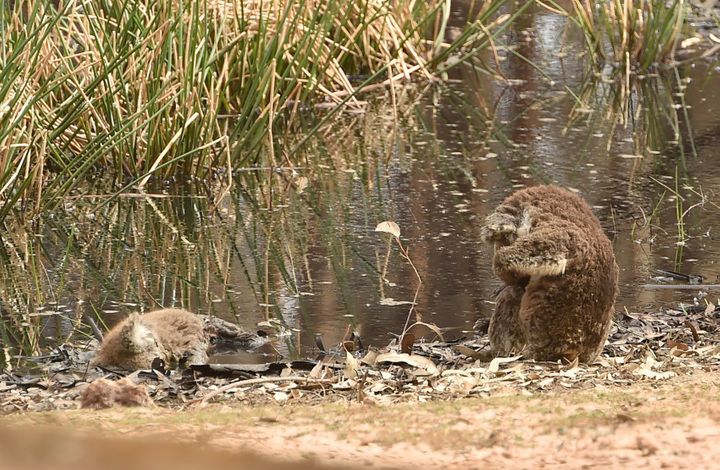 Australia. Zdjęcie koali, które łamie serce