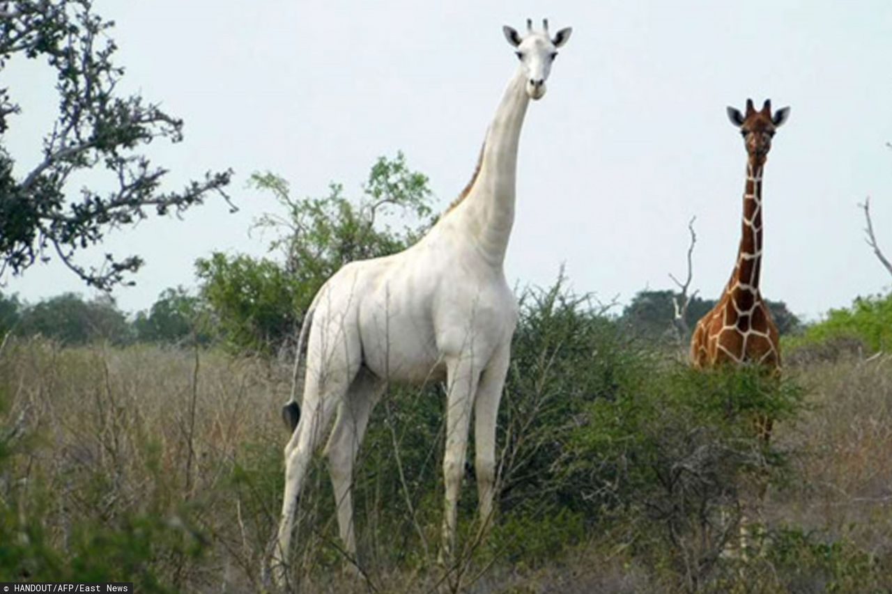 Niezwykle rzadka biała żyrafa i jej młode zabite przez kłusowników
