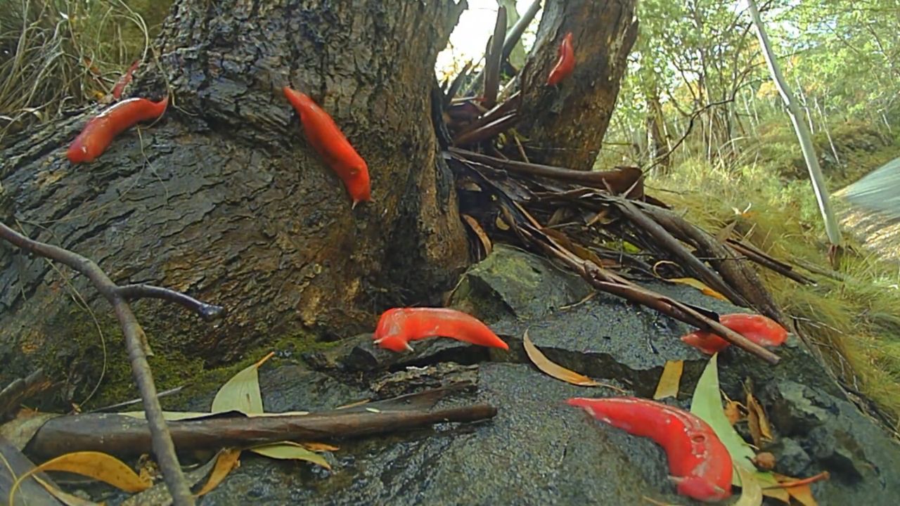 Fluorescencyjny ślimak z Australii przetrwał pożary buszów 