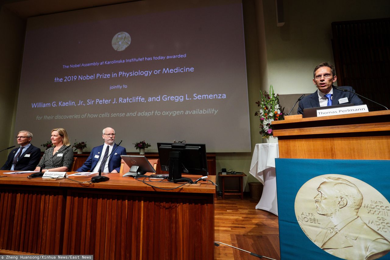 Nagroda Nobla 2019 w dziedzinie medycyny i fizjologii. Znamy laureatów