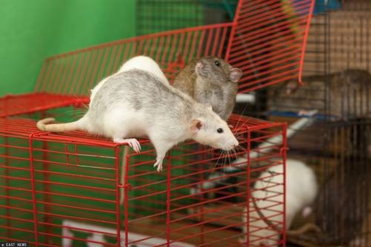 Szczury unikają krzywdzenia innych szczurów. Odkrycie może pomóc w zrozumieniu socjopatów i psychopatów