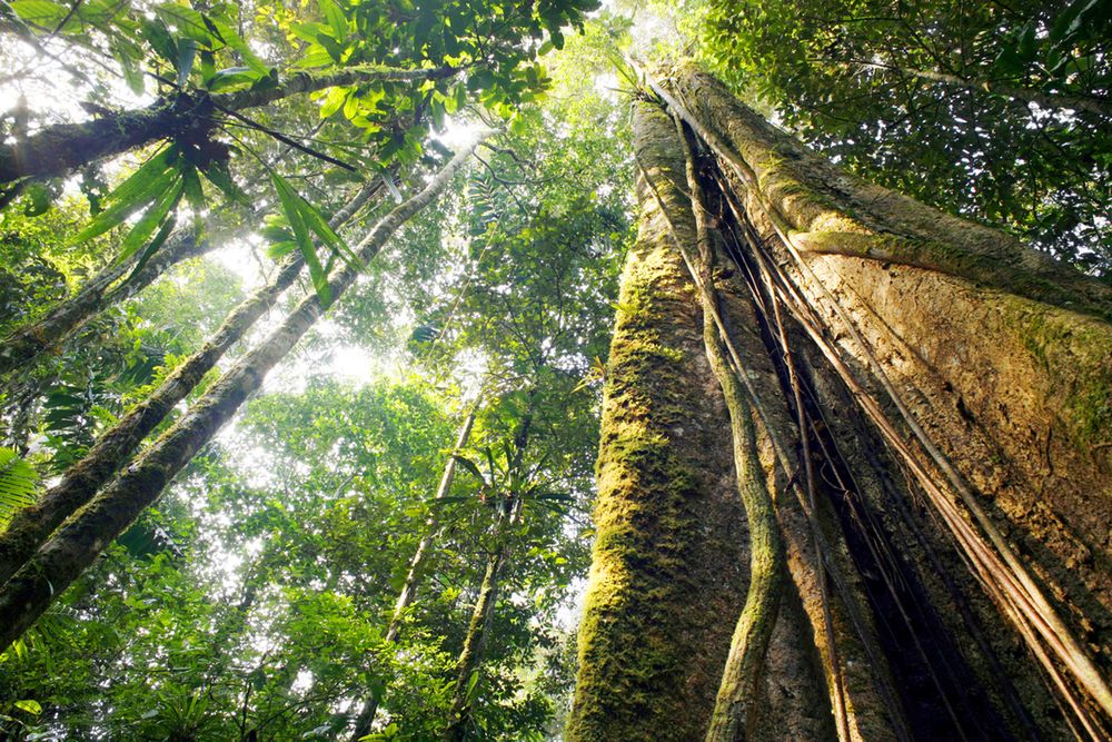 Najwyższe drzewo Amazonii. 