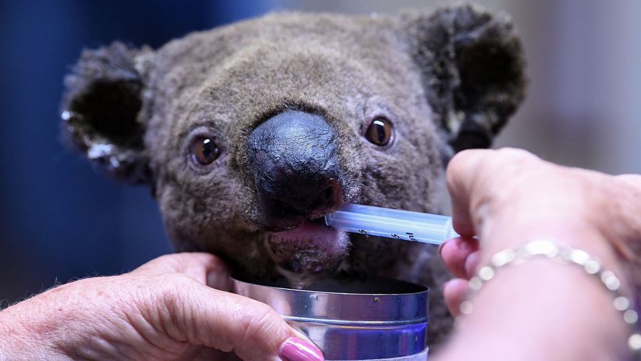 Koala uratowany z pożaru 