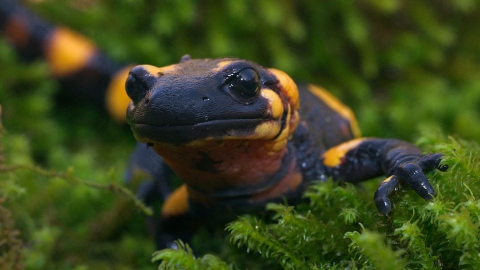 Salamandra