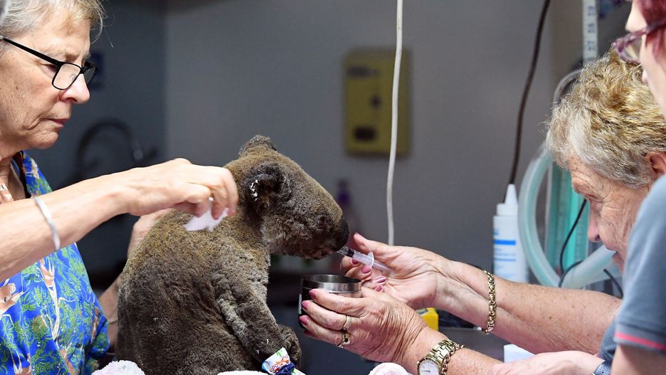 Koala uratowany z pożaru