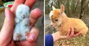27 zwierzątek-bobasów, które rozkruszą nawet najbardziej lodowate serce