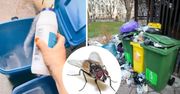 Jak odstraszyć muchy z kontenerów na śmieci? Zrobisz to za pomocą jednego naturalnego składnika