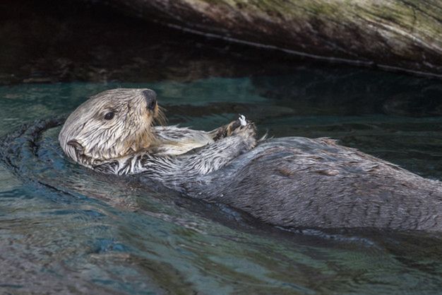View of a  funny sea otter (Enhydra lutris) swimming on a pond.
