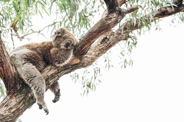 A koala sleeping on a branch close to eucalyptus trees. Because of the Australian fires of 2019 this animal is now in risk to become functionally extinct. Horizontal picture. Copy space. Animal lover