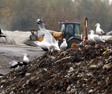 Warszawa. Składowisko odpadów nadal uciążliwe. "Bareja w środku stolicy"