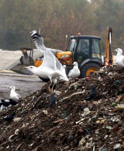 Warszawa. Składowisko odpadów nadal uciążliwe. "Bareja w środku stolicy"