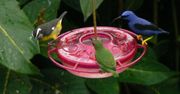 Śladami kolibrów na Trynidadzie. Wyjątkowe widowisko przygotowane przez naturę