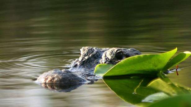 Forfiter skasowany z YouTube'a! 1