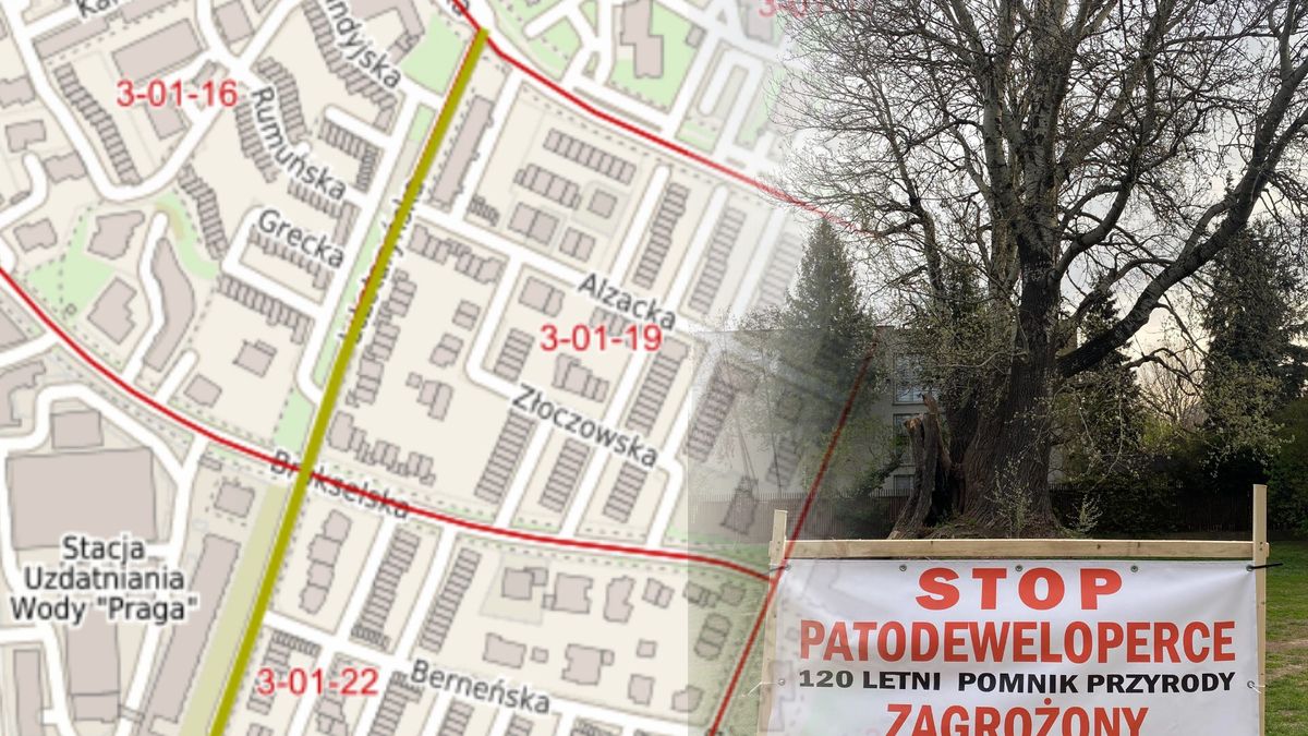 Mieszkańcy boją się, że zniknie 120-letnia topola