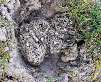 Leśnik apeluje: "absolutnie nie dotykamy marczaków"