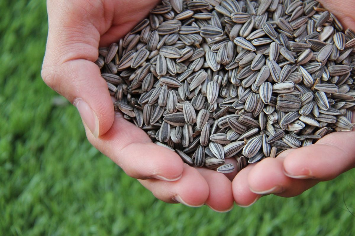 Sunflower seeds are healthier than one might think.