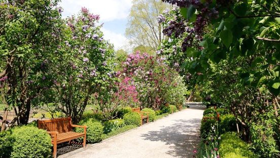 Warszawa. Znów można pójść do ogrodu botanicznego. Na nowych zasadach