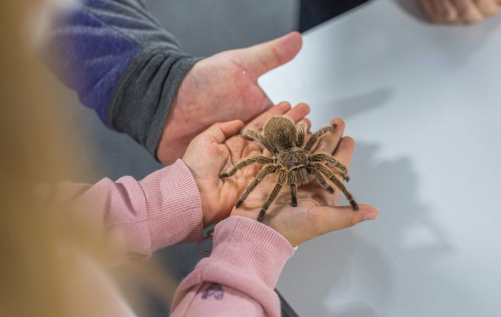 Wrocław. Wystawa pająków w Sky Tower znów otwarta. Czeka na zwiedzających do końca czerwca