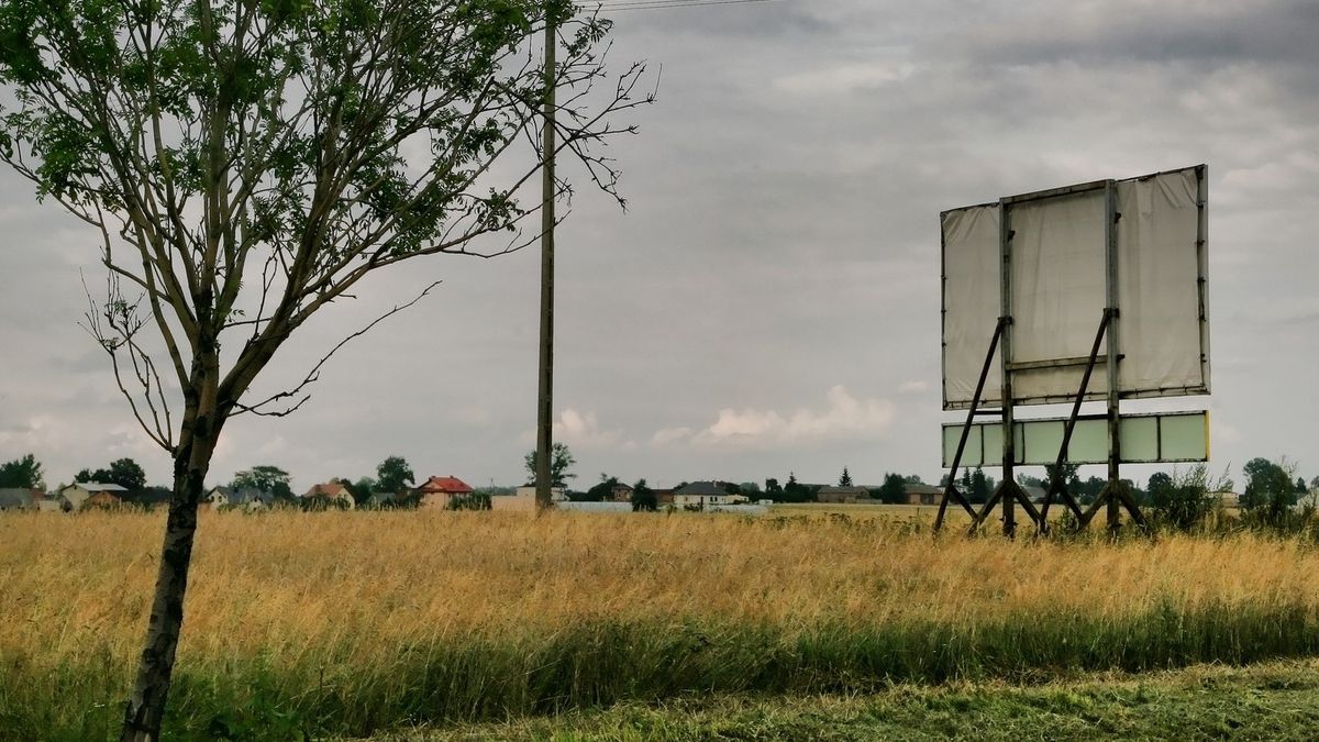 Lasy Państwowe planują kampanię billboardową. Zdj. ilustracyjne 