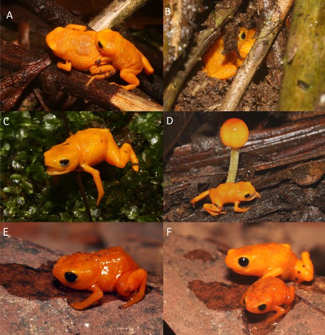 Brachycephalus rotenbergae zaobserwowane w naturze
