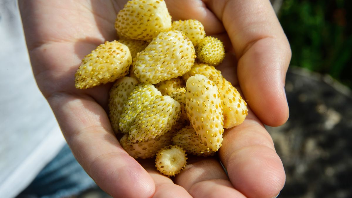 Białe poziomki - Pyszności