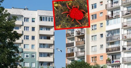 Zauważyłeś na balkonie? Możesz mieć problem