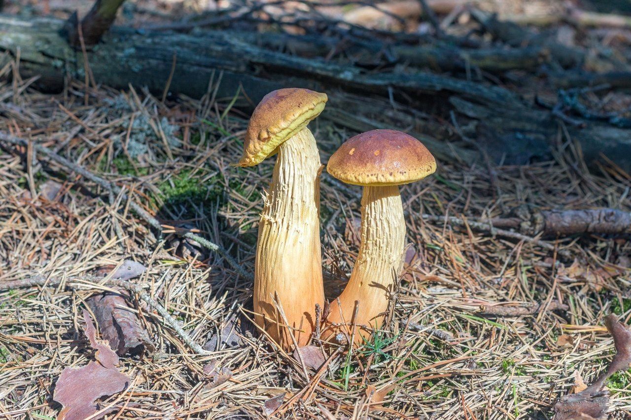 Inwazja amerykańskiego gościa w pomorskich lasach. Grzybiarze są zachwyceni!