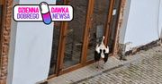 Przylatuje tu od miesiąca. Codziennie stuka dziobem w drzwi