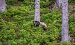 Niedźwiedzie na Podkarpaciu. Kolejny atak i kolejne straty