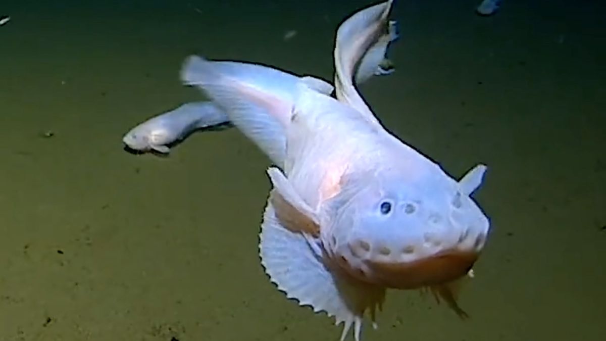 Oto najgłębiej żyjąca ryba, jaką udało się kiedykolwiek ująć.