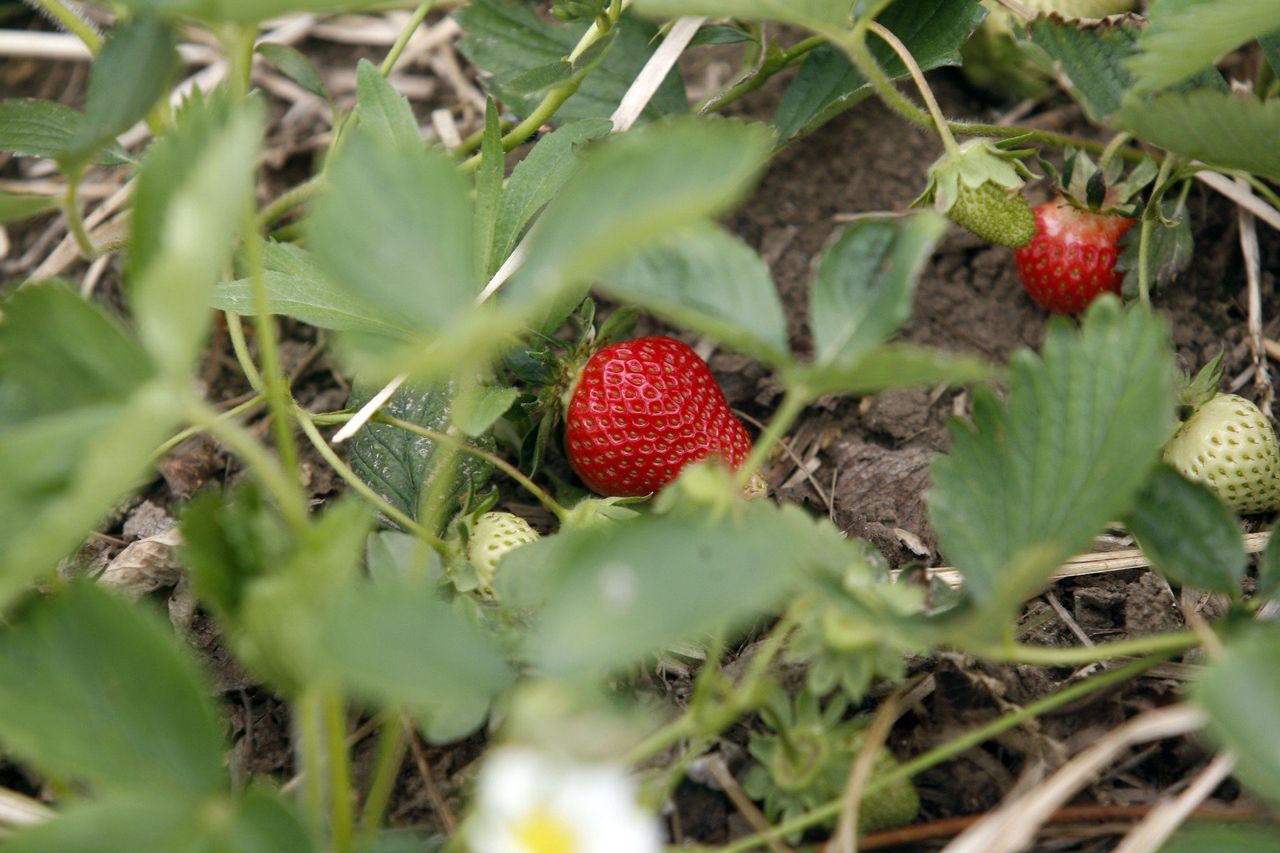Rolnicy zapraszają na plantacje. Samozbiory to gwarancja tanich owoców