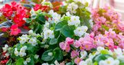 Begonia stale kwitnąca - wymagania, pielęgnacja, gatunki i odmiany