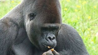 Mieszkańcy odpowiedzieli na apel ZOO. Zwierzęta mają już pełne zapasy