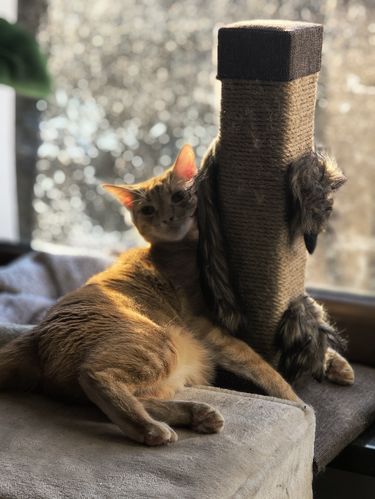 Motorola ThinkPhone 25