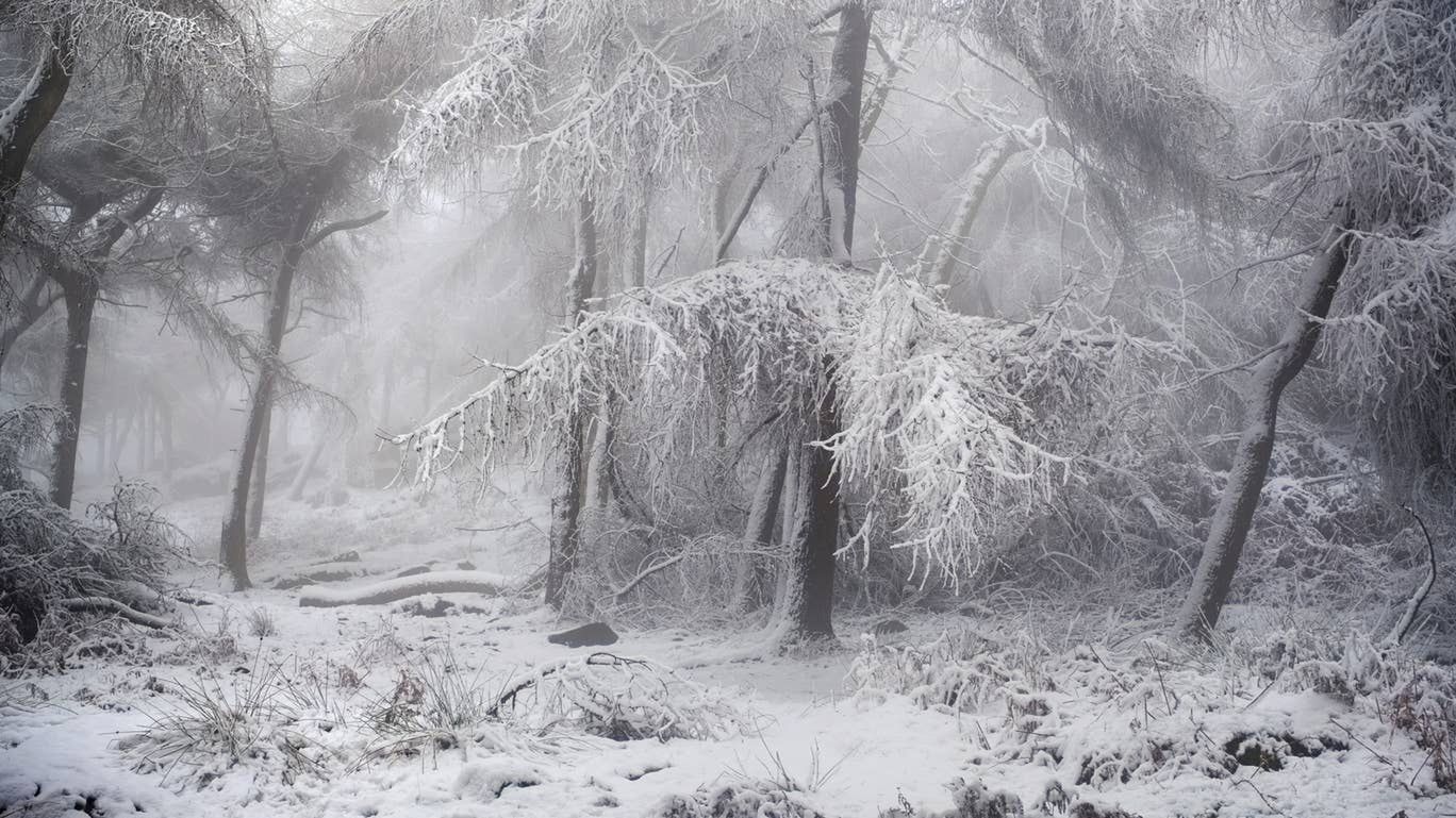 British Wildlife Photography Awards 2019: zdumiewające zdjęcia przyrody 5