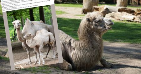 Krakowskie zoo szuka imienia dla uroczego malucha. To biała wielbłądzica