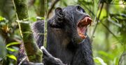 Szympansy umierają na tajemniczą chorobę. Naukowcy są przerażeni