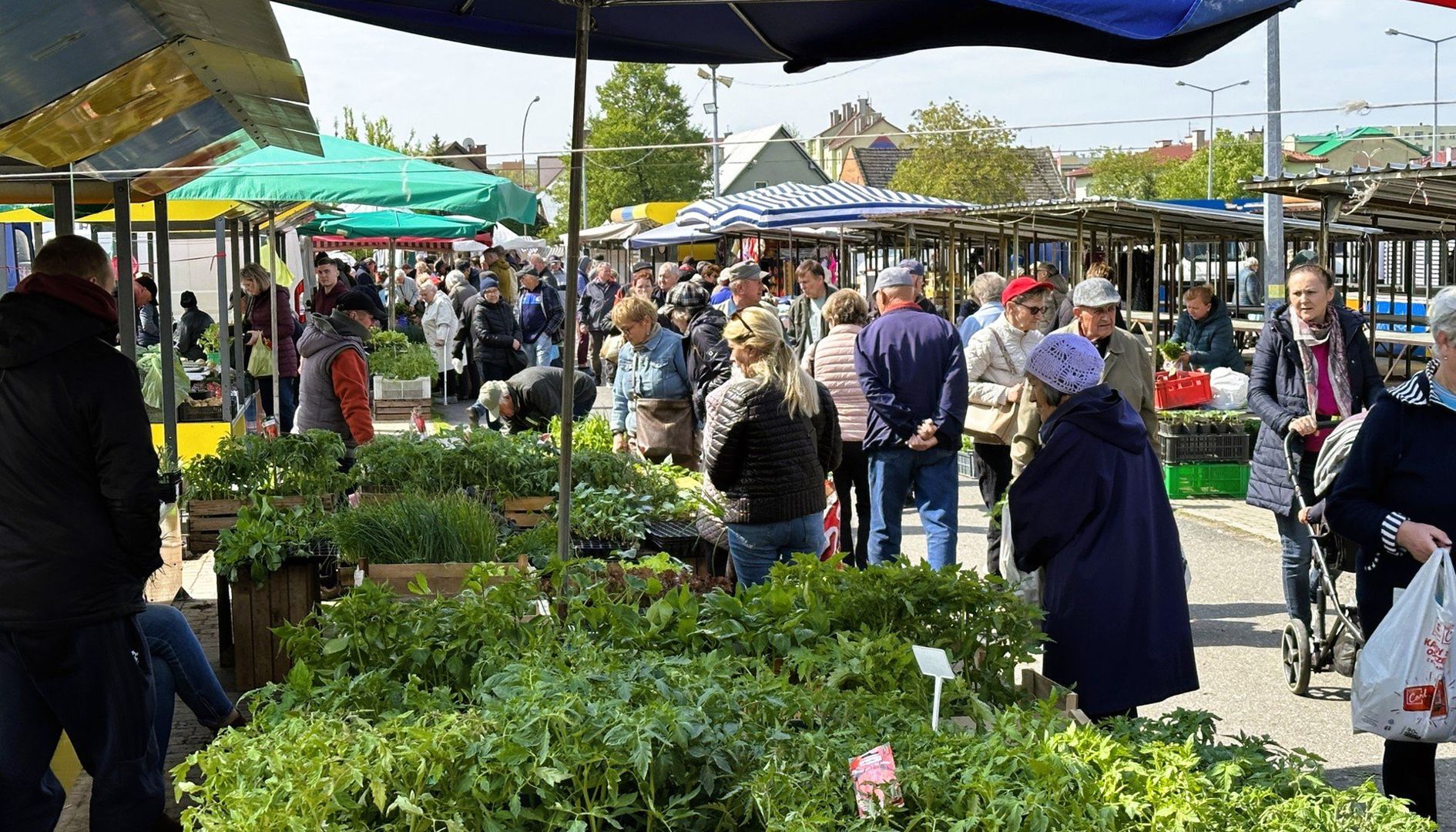 Targowa środa w Tarnobrzegu, 14 maja 2025