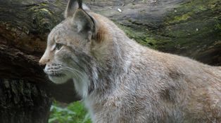 Na Warmii i Mazurach powstał ośrodek. Będą ratować wielkie koty