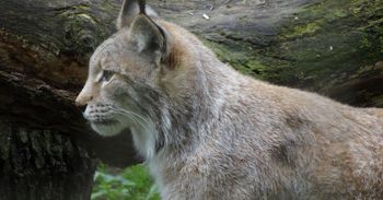 Na Warmii i Mazurach powstał ośrodek. Będą ratować wielkie koty