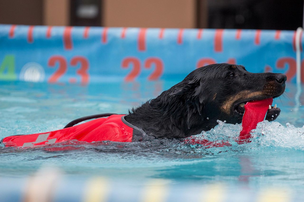 Wakacje, pies i basen? Dlaczego warto uprawiać dog diving?