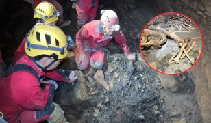 Chiny: mroczne odkrycie w największej jaskini w Azji. 52 skamieliny pandy wielkiej