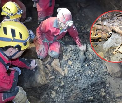 Chiny: mroczne odkrycie w największej jaskini w Azji. 52 skamieliny pandy wielkiej