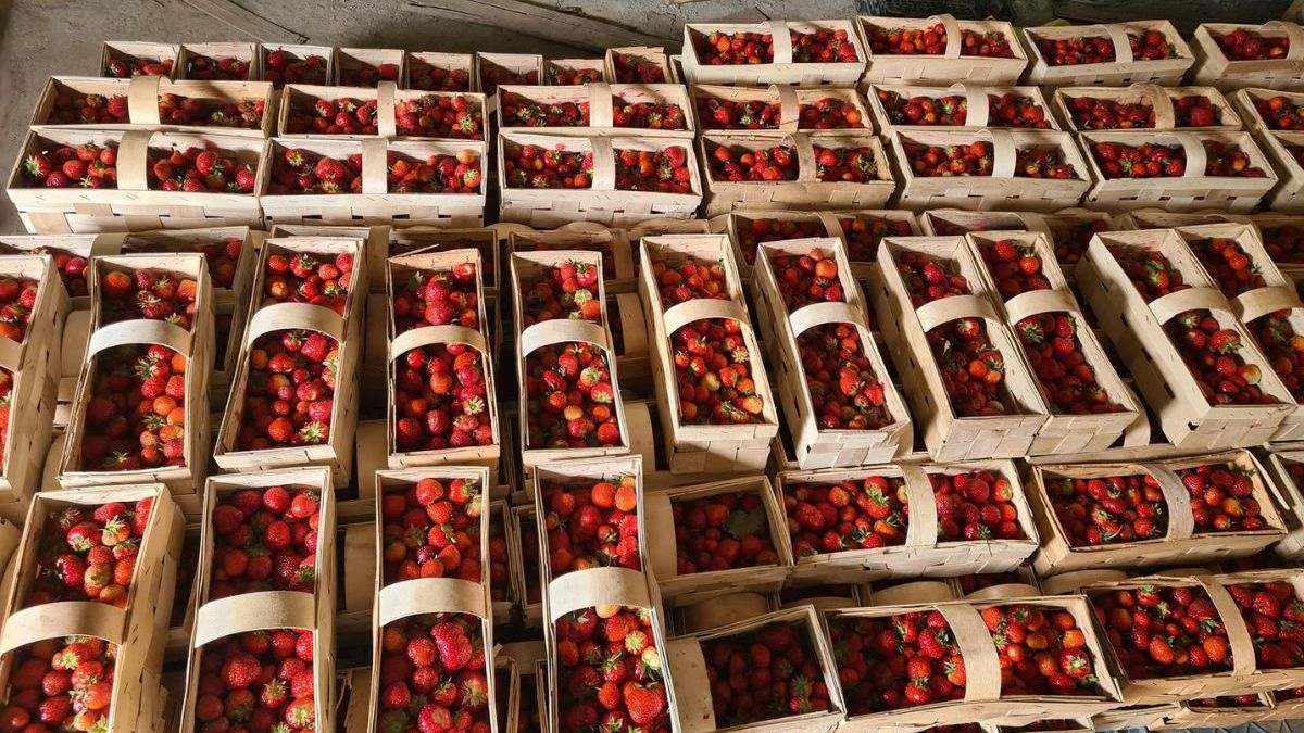 Samozbiory truskawek wracają do Miedźnej. Już 7 czerwca