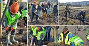 Toruń: Wspólna akcja przedszkolaków, uczniów i miasta. Na Stawkach posadzono las