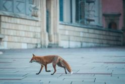 Nietypowy gość sfotografowany na Wawelu. "Spryciarz"